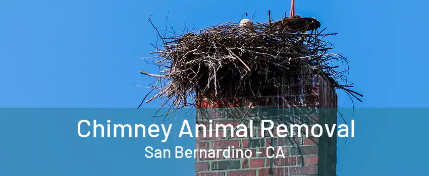 Chimney Animal Removal San Bernardino - CA