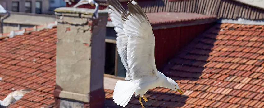 Residential Chimney Animal Removal Solution in San Bernardino, CA